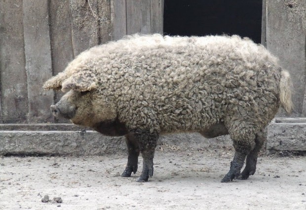 mangalitsa-3[6]
