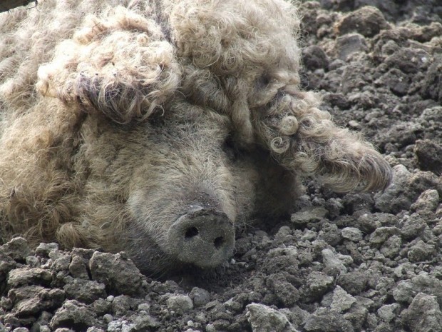 mangalitsa-4[2]