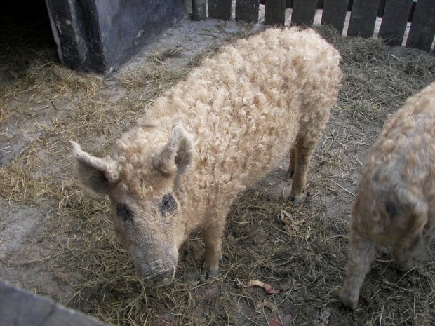 mangalitsa-6[2]