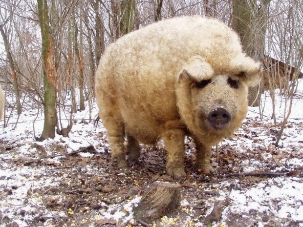 mangalitsa-7[2]