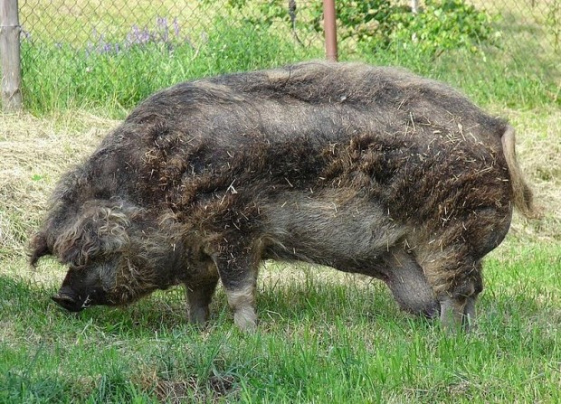 mangalitsa-8[6]
