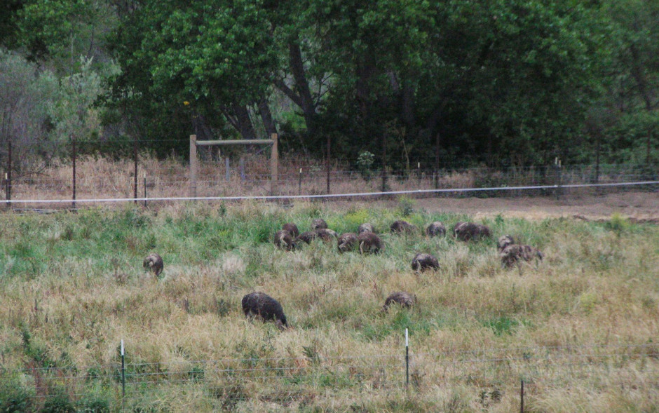 30onpasture