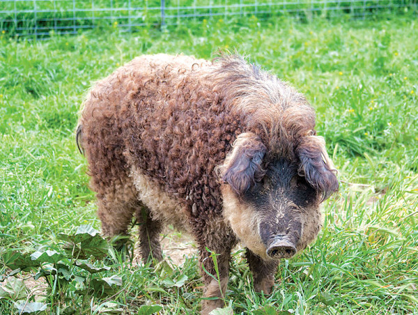 Mangalitsa_ESBSp15-e1436371840290