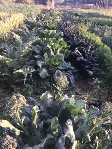 Purple garden majesty