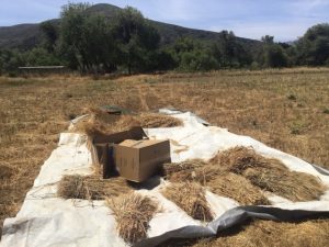 Wheat bundles in field