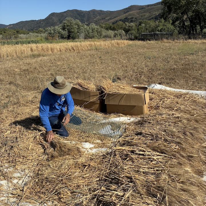 Bruce threshing wheat by hand
