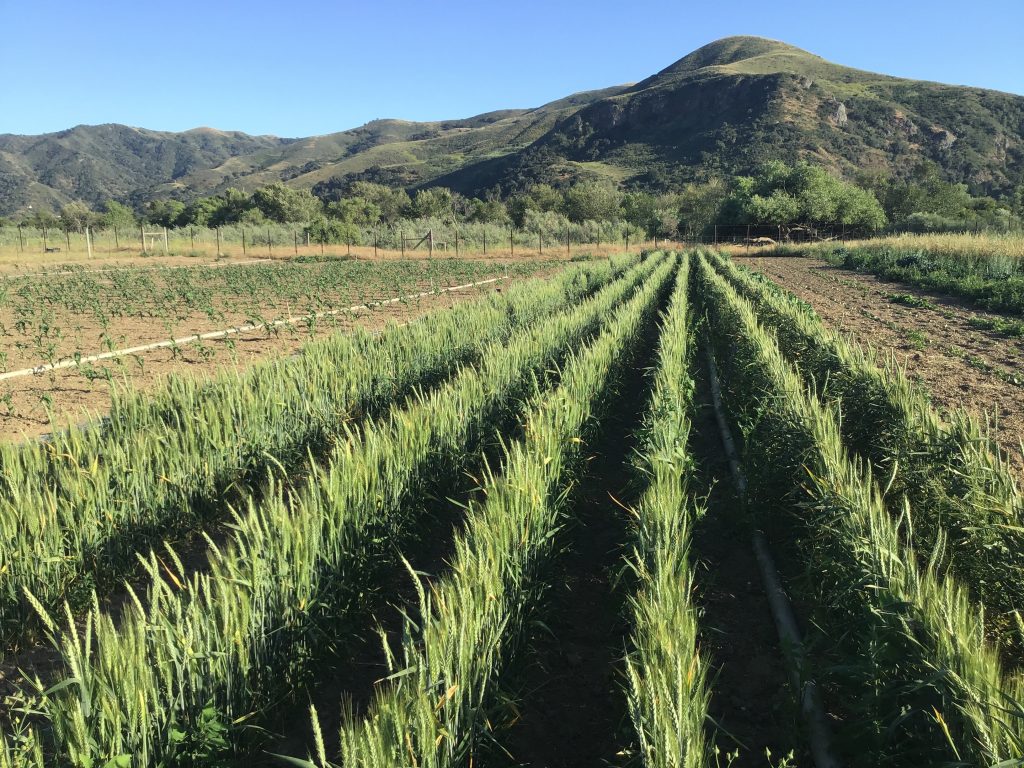 Red durum wheat field growing at Winfield Farm
