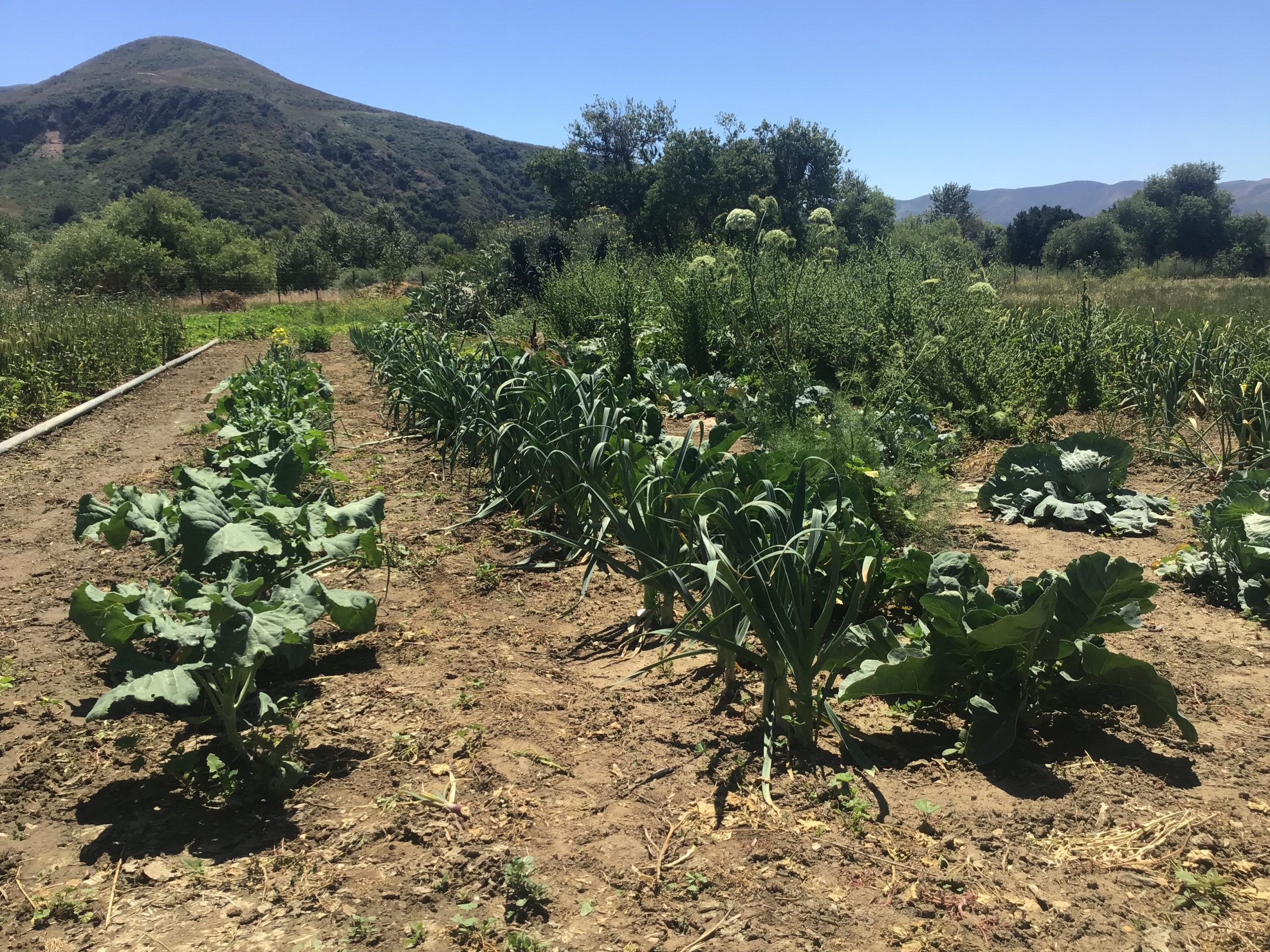 Bruce's Garden 5/11/26